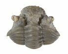 Perfectly Enrolled Nucleurus Anticostiensis Trilobite #51070-1